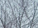 winter time trees