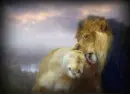 Lion Love