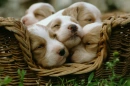 SWEET DREAMS