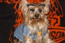 HARLEY DOGGIE
