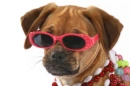 MARDI GRA DOGGIE