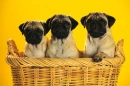 3 CUTIES