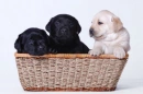 LOVE IN A BASKET!