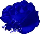 Blue Rose