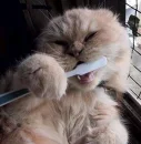 cat brushing teeth