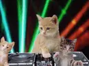 disco dancing cats kittys