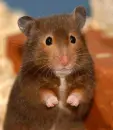 hi hello hamster waiving 