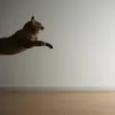 cat bouncing off wall hyper