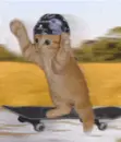 cat skating scateboarding
