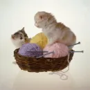 2 in a basket