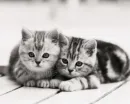 adorable