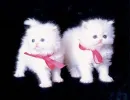 white&fluffy