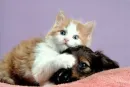 to cute