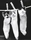 pin ups kittens