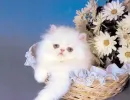 white daisy