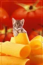 pasta kitty