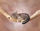 sleeping kitty