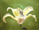 flower kitty