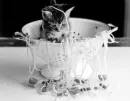 spagette kitten