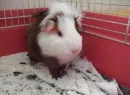 Snowy