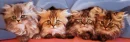under blanket
