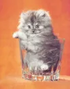 kitty in a glass