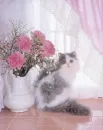 pink carnations