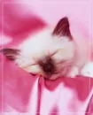 dreaming in pink