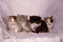 kittens