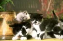 kittens