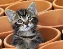 in a pot