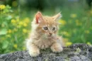 fluffy