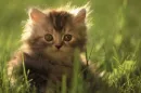 in field of grass