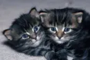 cuteee