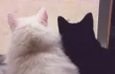 black&white