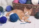 playing with balls of yarn