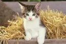 cute kitty