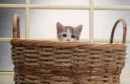 big basket