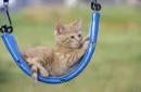 on blue swing