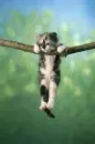 hanging 
