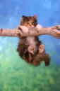 hanging from a branch