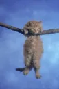 hanging in  air