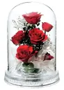 red roses