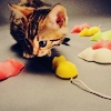Kitty with mice