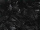 feathers