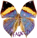 Fayeth smaller butterfly