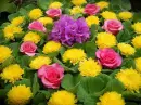 SPRING VARIETY