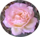 Peace Rose