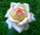 Rose After the Rain
