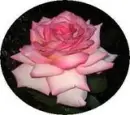 Pink Rose